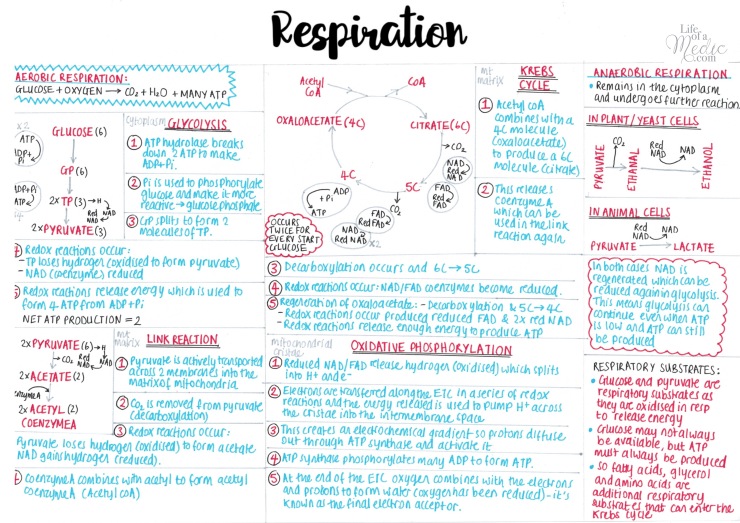 Respiration - A level Biology 1-page summary